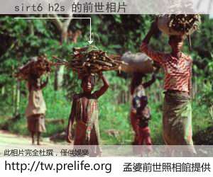 sirt6 h2s 的前世相片