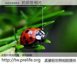 sessoes 的前世相片