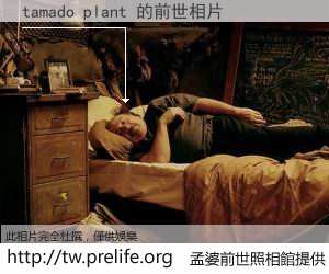 tamado plant 的前世相片