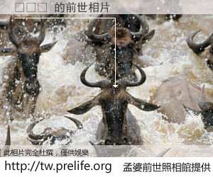 그럴만 的前世相片