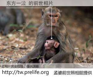 东方一泣 的前世相片