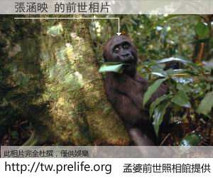 張涵映 的前世相片