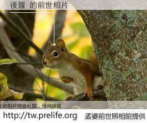 後籮 的前世相片