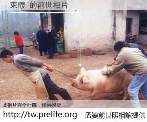 束髏 的前世相片