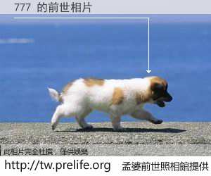 777 的前世相片