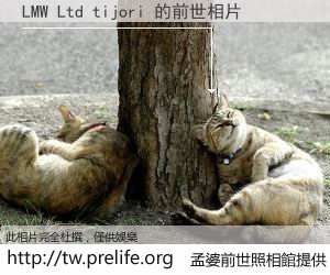 LMW Ltd tijori 的前世相片