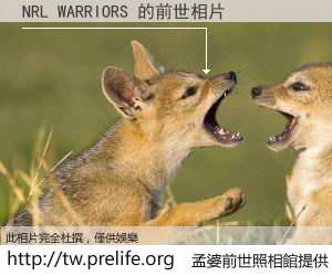 NRL WARRIORS 的前世相片
