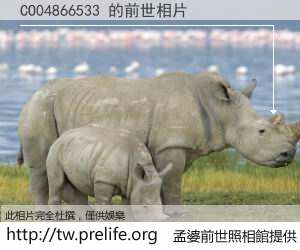 CO04866533 的前世相片