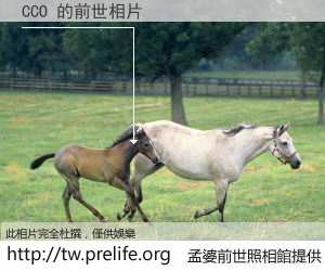 CCO 的前世相片