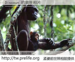 Discoun 的前世相片
