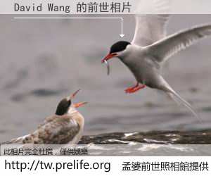 David Wang 的前世相片
