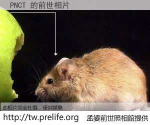 PNCT 的前世相片