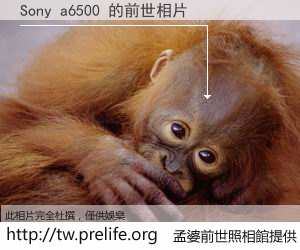 Sony a6500 的前世相片