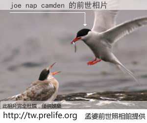 joe nap camden 的前世相片