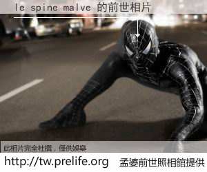 le spine malve 的前世相片