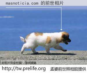 masnoticia.com 的前世相片