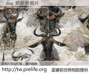 oog 的前世相片