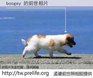 boogey 的前世相片
