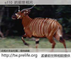 c110 的前世相片
