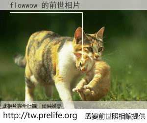 flowwow 的前世相片