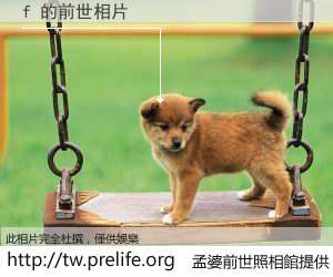 f 的前世相片