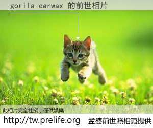 gorila earwax 的前世相片