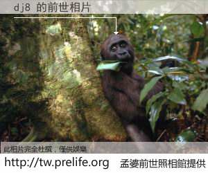 dj8 的前世相片