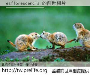 esflorescencia 的前世相片