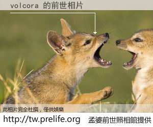 volcora 的前世相片