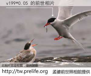 v199*0.05 的前世相片