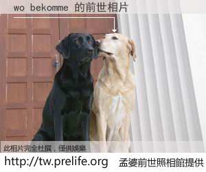 wo bekomme 的前世相片