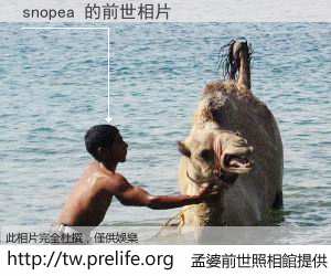 snopea 的前世相片