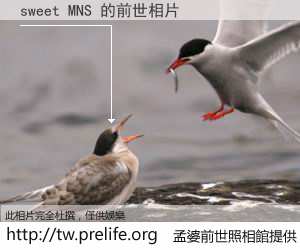 sweet MNS 的前世相片