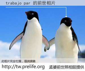 trabajo par 的前世相片