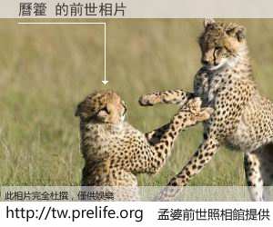 曆籗 的前世相片