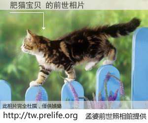 肥猫宝贝 的前世相片