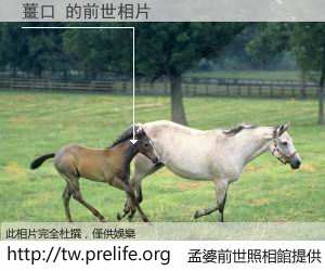 薑口 的前世相片