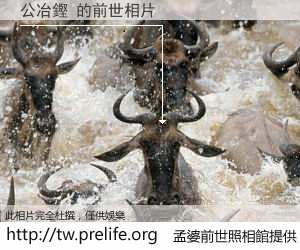 公冶鏗 的前世相片