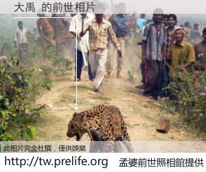 大禹 的前世相片