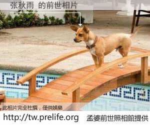 张秋雨 的前世相片