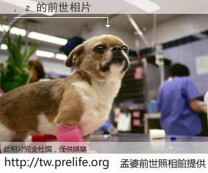 , z 的前世相片
