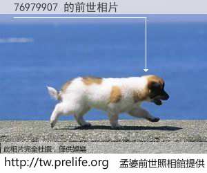 76979907 的前世相片
