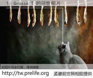 1. Grosse T 的前世相片