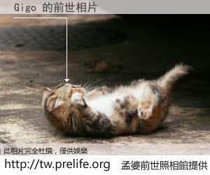 Gigo 的前世相片