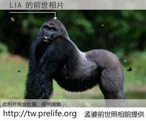 LIA 的前世相片