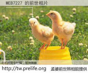 MEB7227 的前世相片