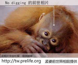 No digging 的前世相片