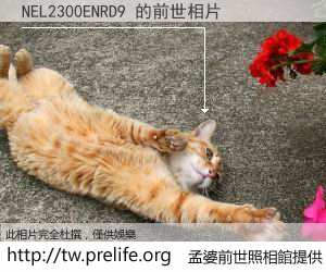 NEL2300ENRD9 的前世相片