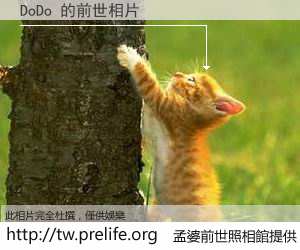 DoDo 的前世相片