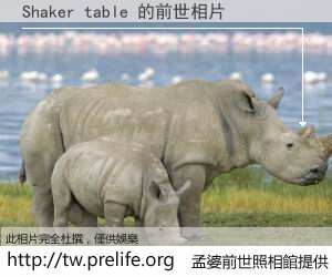 Shaker table 的前世相片